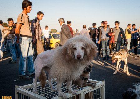 جمعه‌ بازار سگ‌ها تهران+عکس