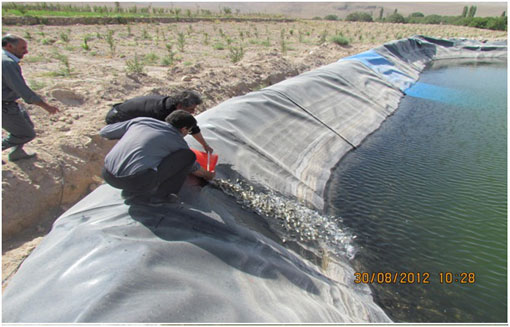 رهاسازی ده هزار قطعه ماهی کپور در استخرهای پرورش ماهی و سد خاکی ینگجه در آذرشهر