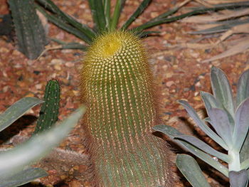 350px-Cactus23.jpg