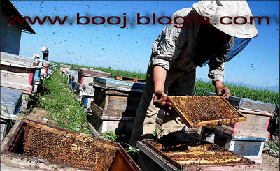از کجا و چگونه زنبور داری را شروع کنیم (2)