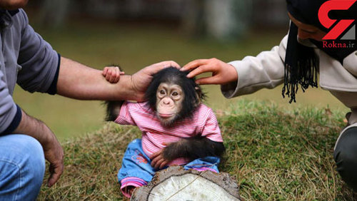 اخبار,اخبارگوناگون,بچه شامپانزه