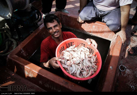 ,عکس: صیادی ماهی و میگو در بوشهر ماهی,اسکله,بوشهر,خواندنی ها و دیدنی ها