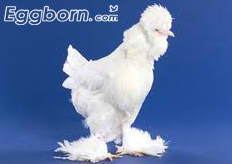 sultan-chicken.jpg