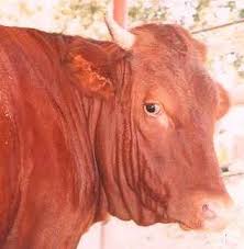 ds-red_cow-25.jpg