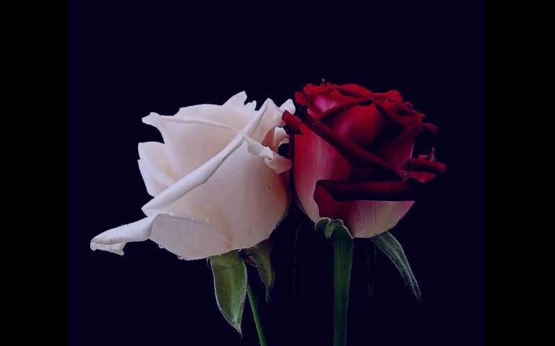 گل رز , دسته گل رز , عکس گل رز , گل رز قرمز سفید آبی سیاه