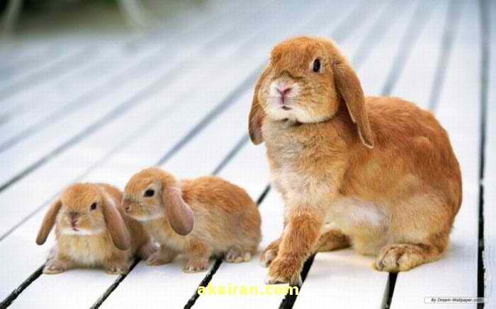خرگوش های زیبا یک