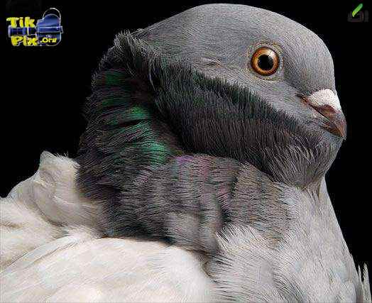 کبوتران زیبا 