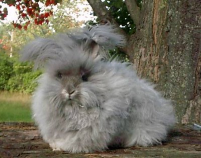 cute-angora-rabbit8-400x316.jpg