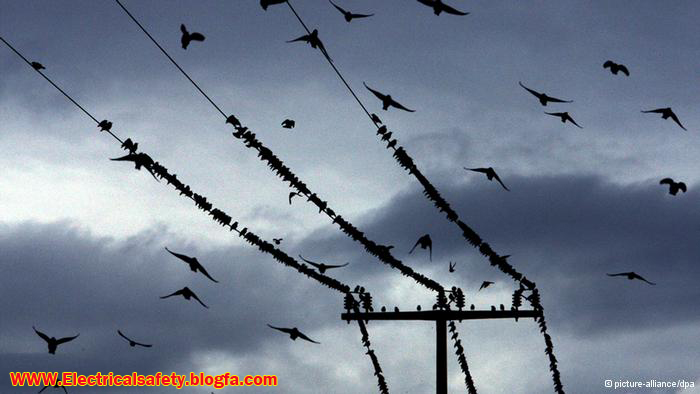 چرا پرندگان با نشستن بر روی سیم های برق دچار برق گرفتگی نمی شوند؟ 