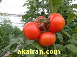 روش نگهداری گوجه در گلخانه , عکس بوته گوجه فرنگی , ایا بذر گوجه وخیار از مرز زمینی میتوان وارد گرجستان کرد 