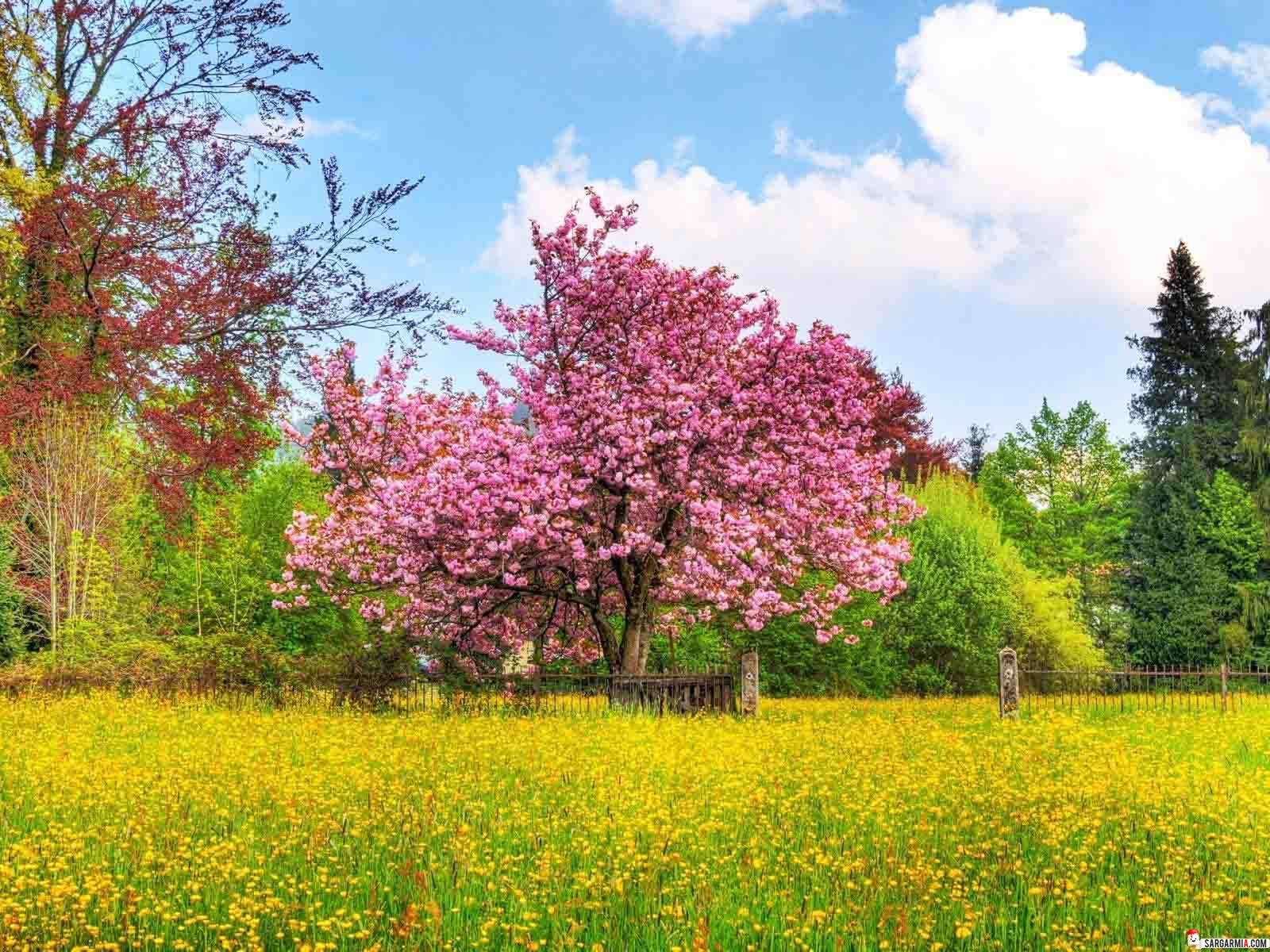 عکس های جدید و زیبا از طبیعت فصل بهار www.Sargarmia.Net