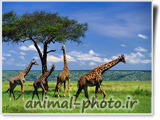 گالری عکس حیوانات افریقا - زرافه