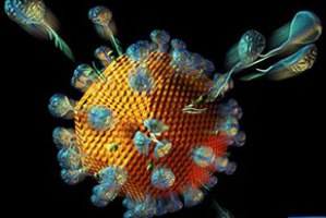ویروس چیست , تفاوت عملکردی باکتریها و ویروس , فرق باکتری با ویروس 