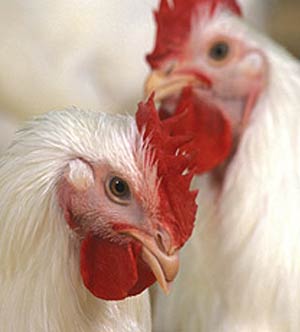 آموزش جوجه کشی : دلیل تنوع نژاد های مرغ
