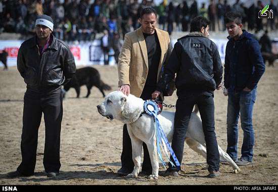 عکس: مسابقه بهترین سگ نگهبان در اصفهان مسابقه,سگ نگهبان,اصفهان