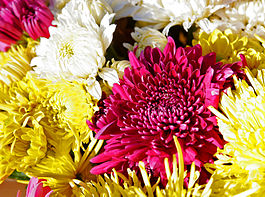 265px-Chrysanthemums.jpg