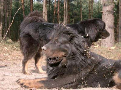 بزرگترین سگها , عکس سگ افغان , قویترین سگ های جهان 