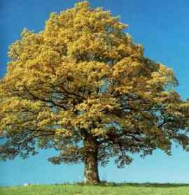 درخت بلوط