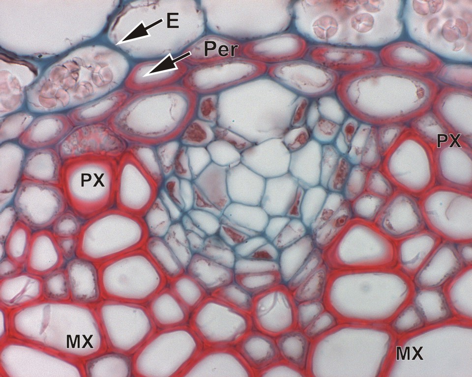Запасная ткань растений. Воздухоносная и водоносная паренхима. Водоносная ткань растений под микроскопом. Паренхима под микроскопом. Водоносная ткань микроскоп.