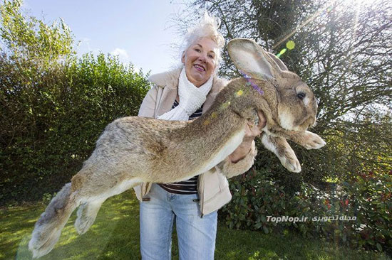 ,غول پیکر ترین خرگوش دنیا +عکس بزرگترین,خرگوش,غول پیکر,دیدنی های امروز دیدنی های روزانه