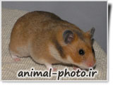 hamster image gallery