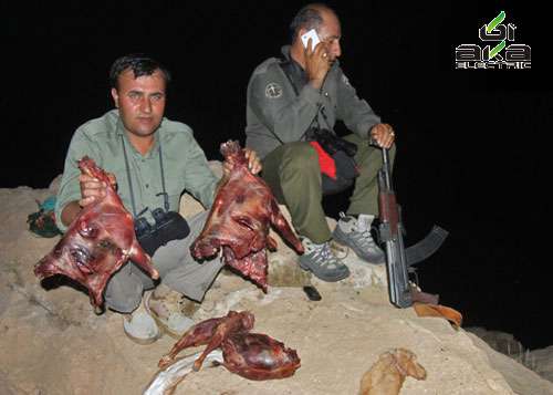 باز هم جنایت شکارچیان ایرانی ,عکس بزغاله‌کوهی,شکارچیان,عکس های طبیعت