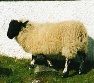 hebrides-sheep.jpg
