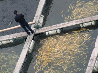 fish farm-1
