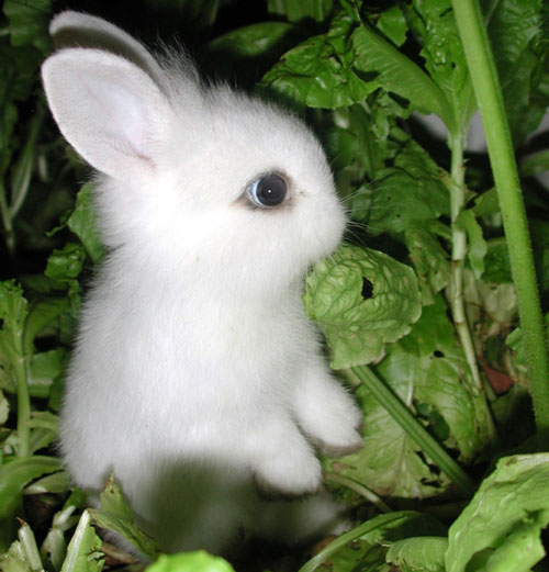 عکس خرگوش های بامزه 