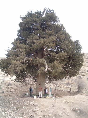 درخت 2500 ساله يک نژاد سرو روي کوه سه تخر گزين (استخر)