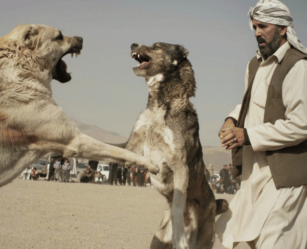 عکسهای جالب از سگ جنگی(مبارزه سگ ها) در افغانستان
