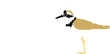 plover animations