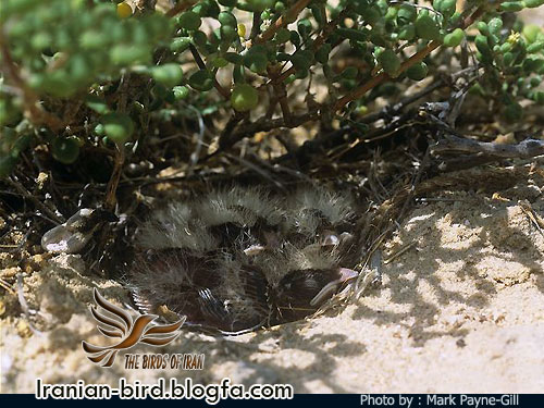 چکاوک سهره ای جوجه های در آشیانه - Black crowned Finch Lark chicks