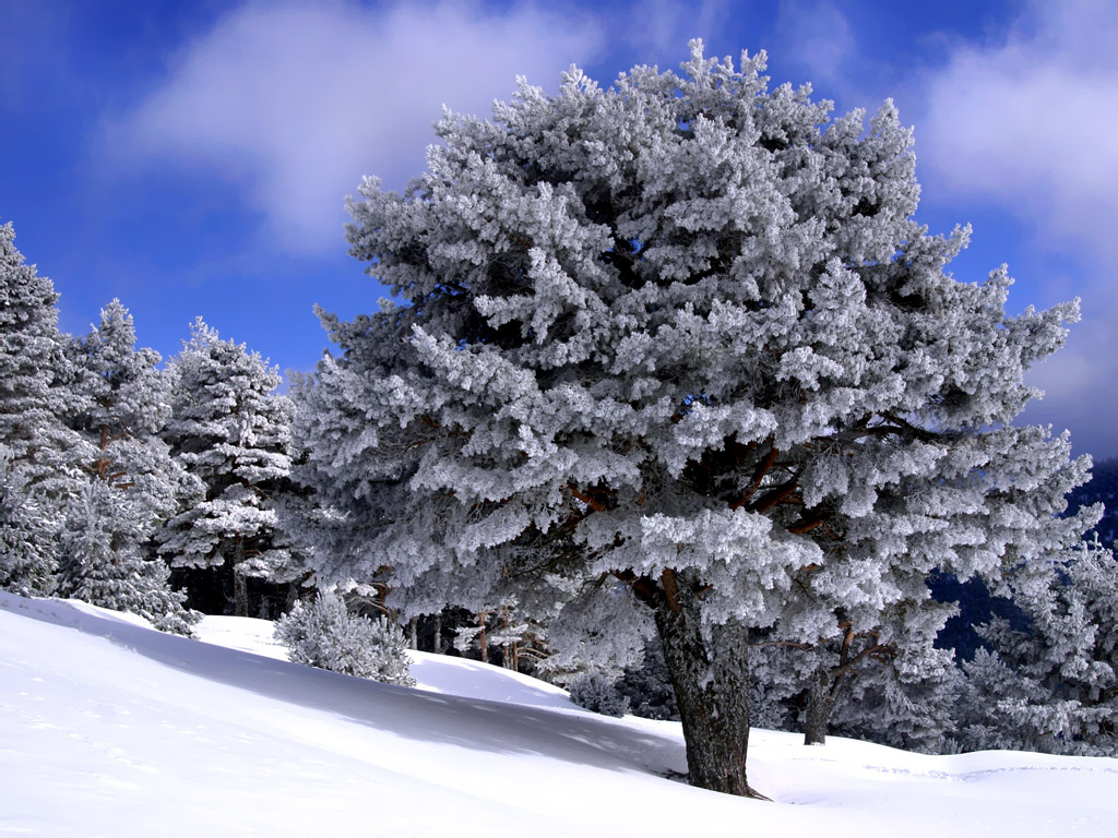 زمستان, فصل زمستان, زیبایی های زمستان