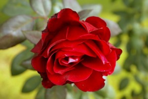تصویر زمینه گل رز سرخ