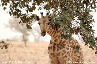 Giraffe_koure_niger_2006-زرافهٔ-غرب-آفریقا،-در-خطر-انقراض