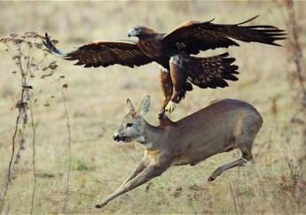 golden_eagle_cling_young_sika_deer.jpg