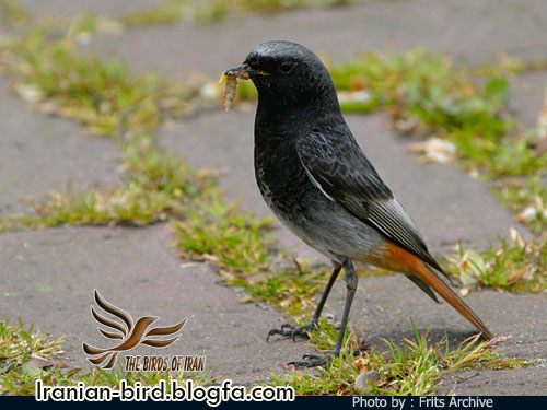 دم سرخ سیاه جنس نر - Male Black Redstart