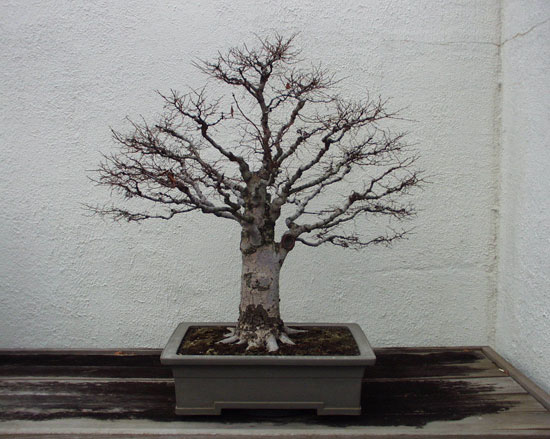 tree(bonsai-winter).jpg