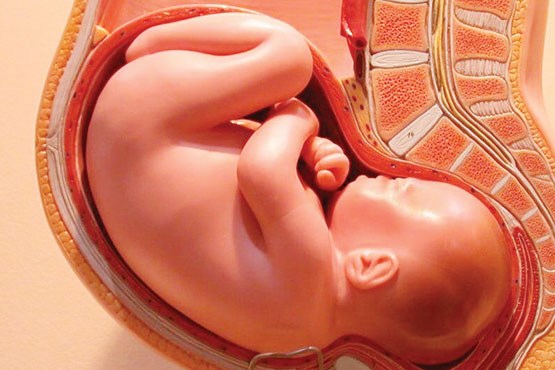 جنین,این اعتیاد از دوران جنینی شکل می گیرد,روزه داری برای مادر و جنین اثر بد ندارد