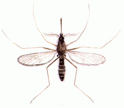 چرا حشرات بعضیها را نبش میزنند؟ , چرا پشه بعضیها را نیش میزند , چرا بعضی ها را پشه نیش نمیزند 