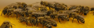 کاربرد الگوریتم زنبور در علم مدیریت 