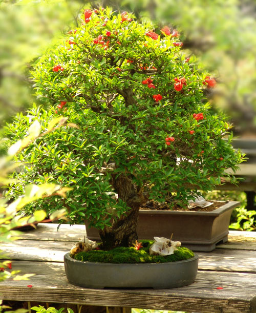 dwarf-pomegranate-bonsai1.jpg
