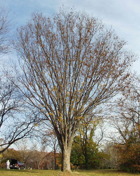 tree(winter).jpg