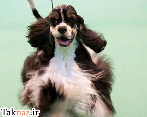 جایزه طلا برای آرایش یک سگ !! (عکس) www.taknaz.ir