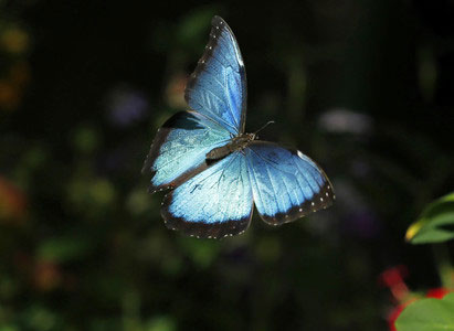 عکس های زیبا از پروانه ها در طبیعت