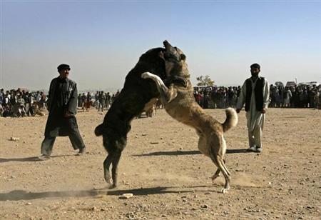 سگ جنگی دیدنی در کابل افغانستن