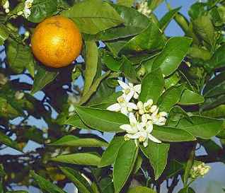گل درخت پرتقال