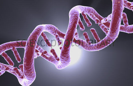 پایه های هفتم و هشتم DNA کشف شد