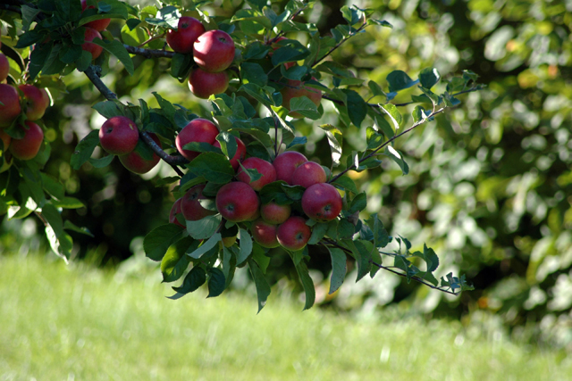 تصاویر زیبا از درختان سیب
